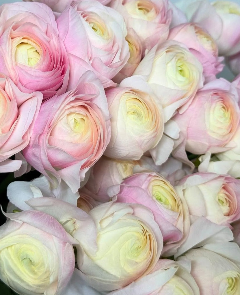 Ranunculus Japan Series Louisa 7 Bulbs