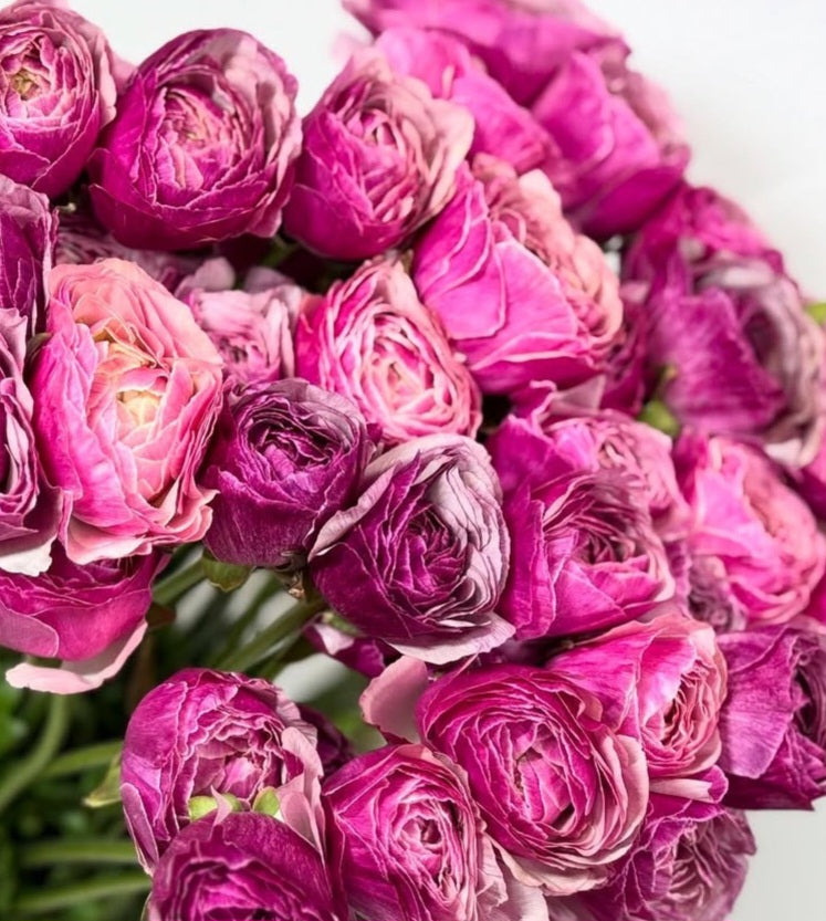 Ranunculus Japan Series Rock and Roll 7 Bulbs