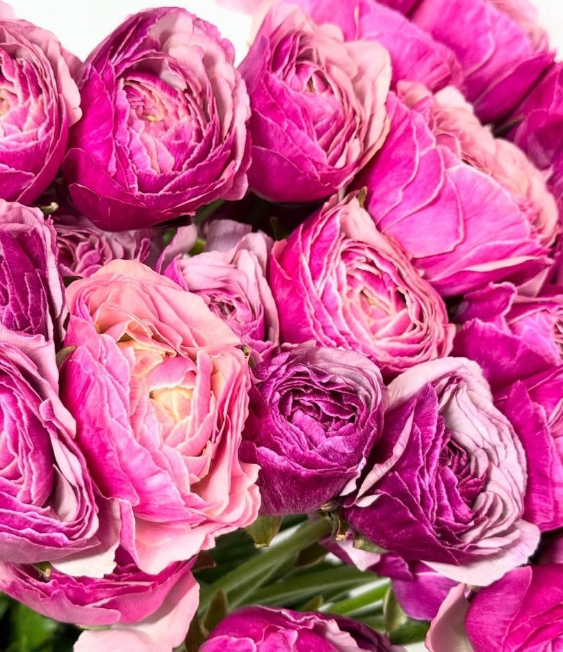 Ranunculus Japan Series Rock and Roll 7 Bulbs
