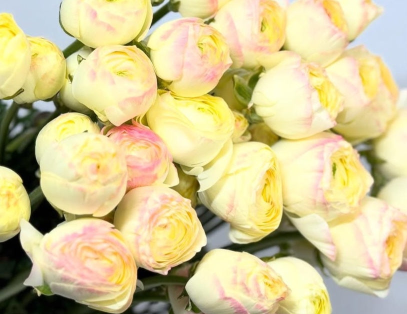 Ranunculus Japan Series Isabella 7 Bulbs