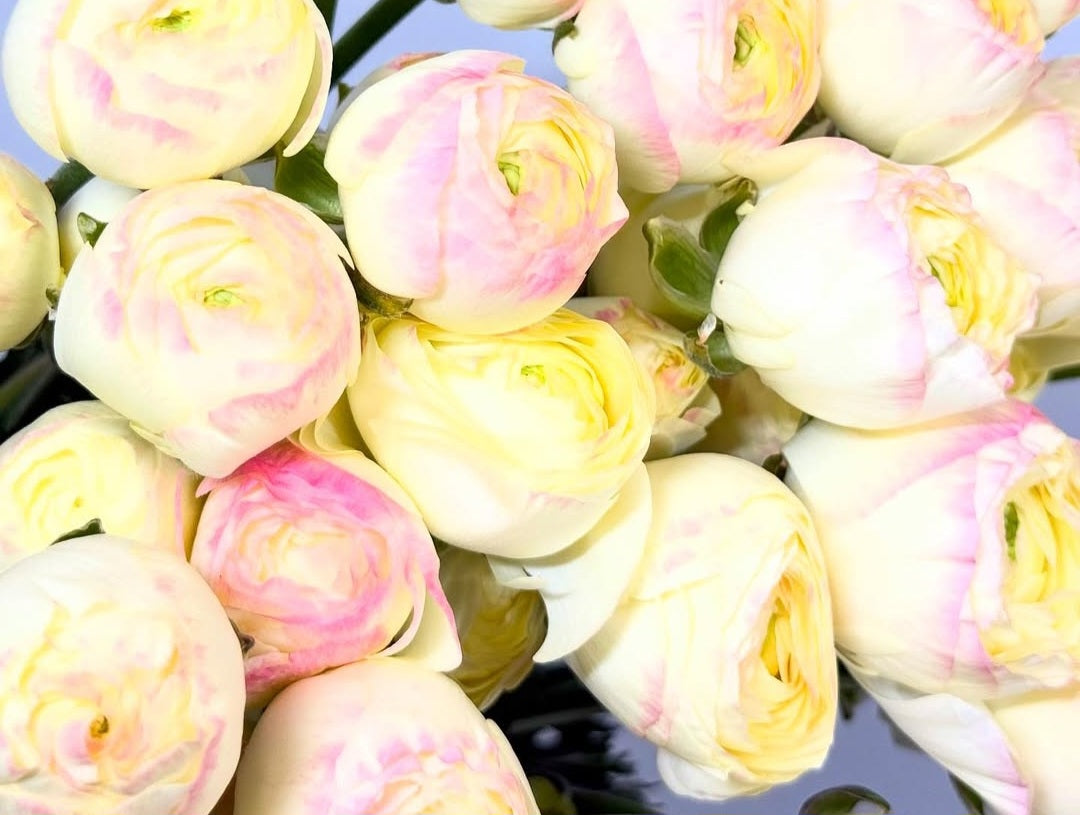 Ranunculus Japan Series Isabella 7 Bulbs