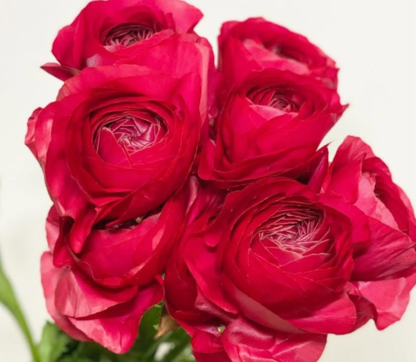 Ranunculus Japan Series Lucia 7 Bulbs