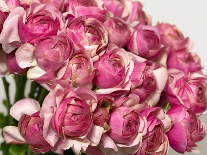 Ranunculus Japan Series Penelope 7 Bulbs