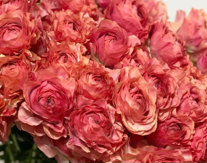 Ranunculus Japan Series Chandler 7 Bulbs
