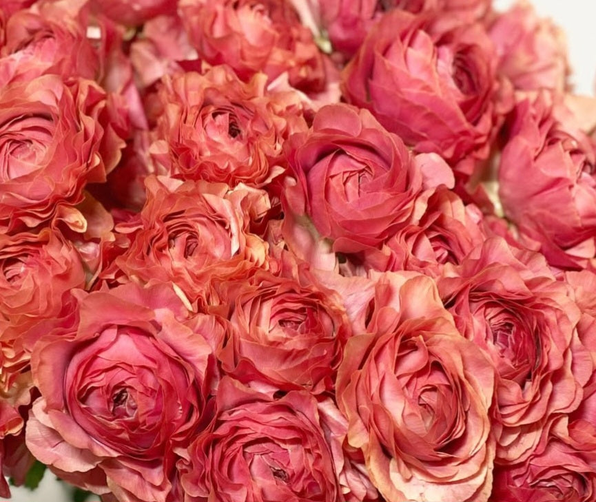 Ranunculus Japan Series Chandler 7 Bulbs