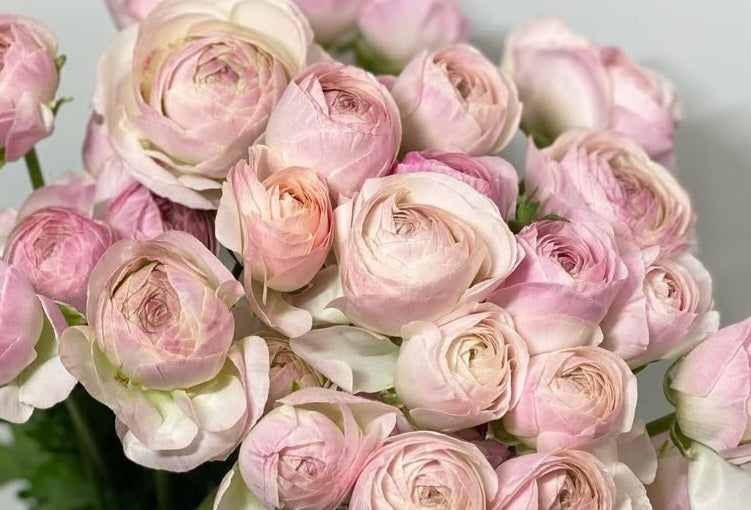 Ranunculus Japan Series Proseco 7 Bulbs