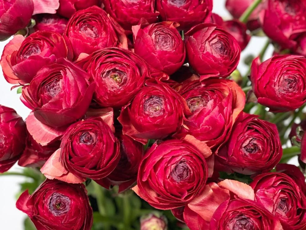 Ranunculus Japan Series Maura 7 Bulbs