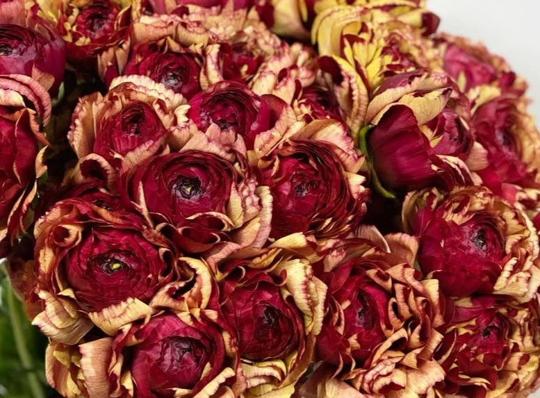 Ranunculus Japan Series Renata 7 Bulbs
