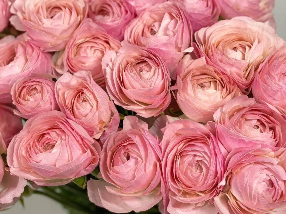 Ranunculus Japan Series Yolanda 7 Bulbs