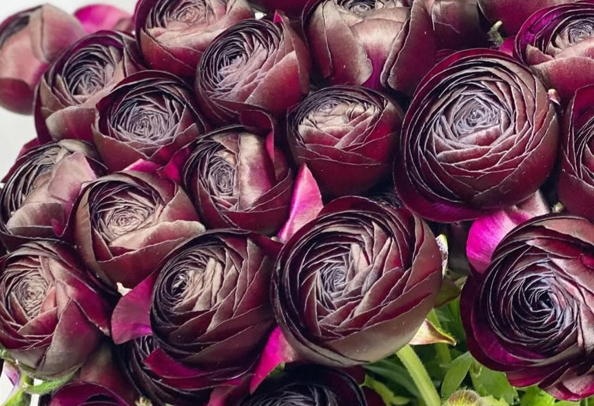 Ranunculus Japan Series Leandra 7 Bulbs