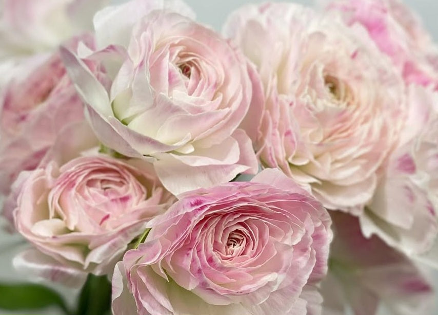 Ranunculus Japan Series Fernanda 7 Bulbs