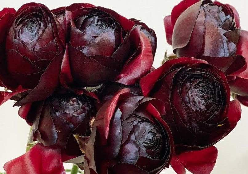 Ranunculus Japan Series Eliana 7 Bulbs