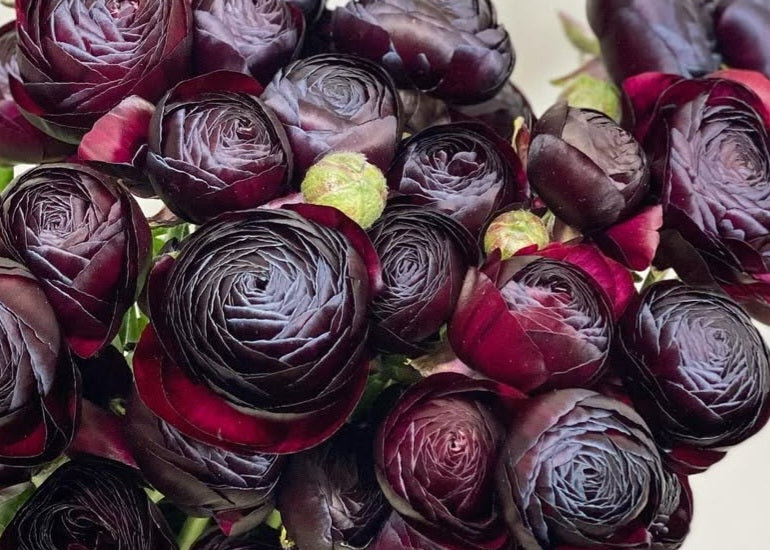 Ranunculus Japan Series Aurelia 7 Bulbs