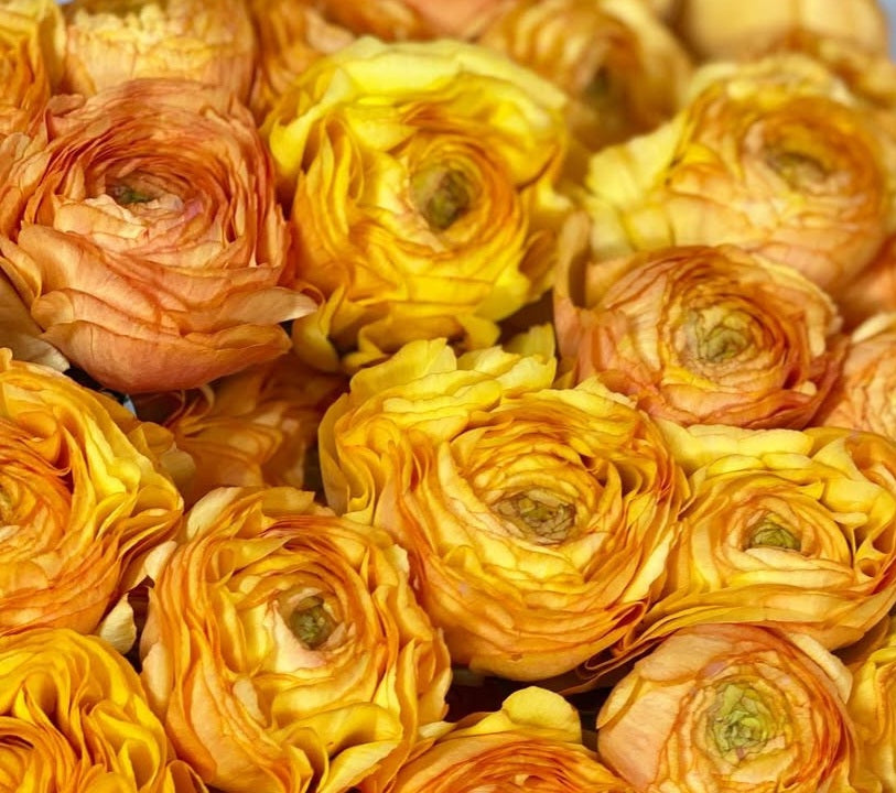 Ranunculus Japan Series Antonia 7 Bulbs
