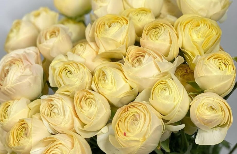 Ranunculus Japan Series Amalia 7 Bulbs