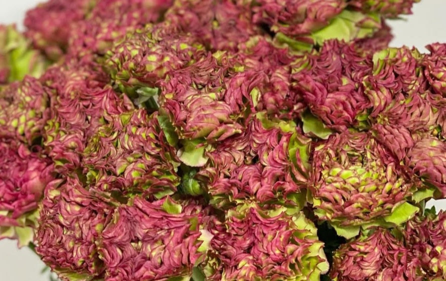 Ranunculus Japan Series Barbara 7 Bulbs