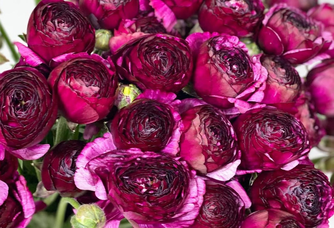 Ranunculus Japan Series Daniela 7 Bulbs
