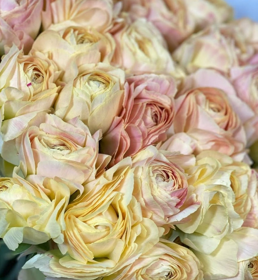 Ranunculus Japan Series Gabriela 7 Bulbs