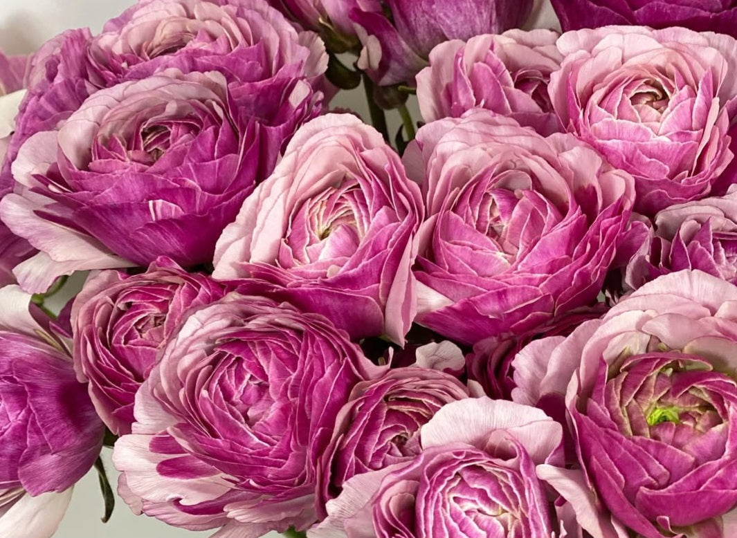Ranunculus Japan Series Mariana 7 Bulbs