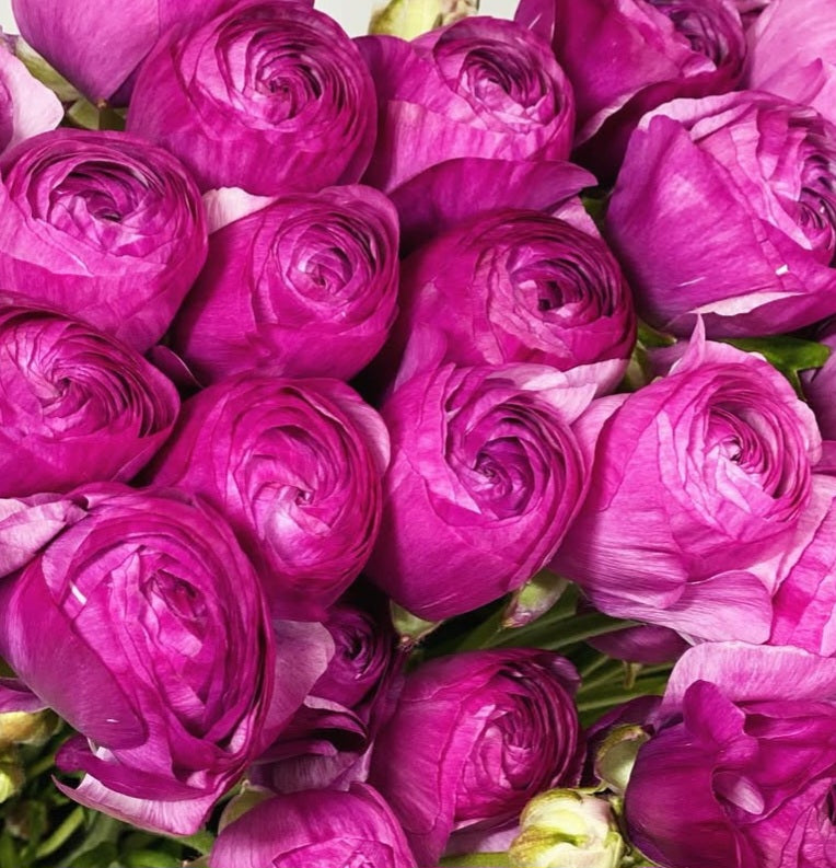 Ranunculus Japan Series Camila 7 Bulbs