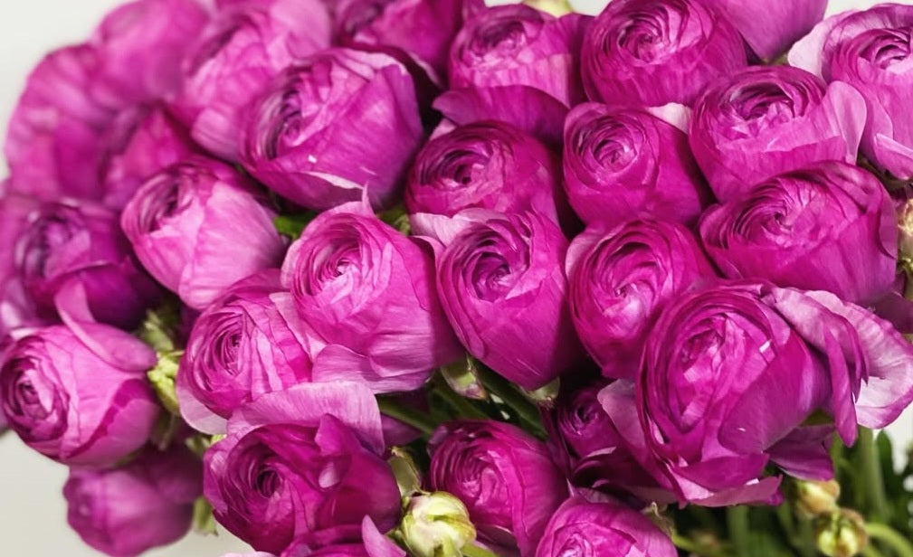 Ranunculus Japan Series Camila 7 Bulbs