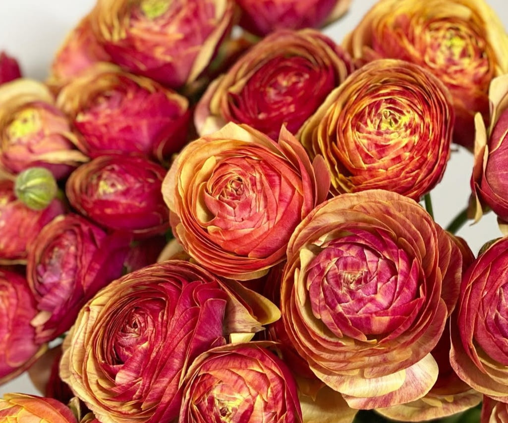 Ranunculus Japan Series Sofía 7 Bulbs