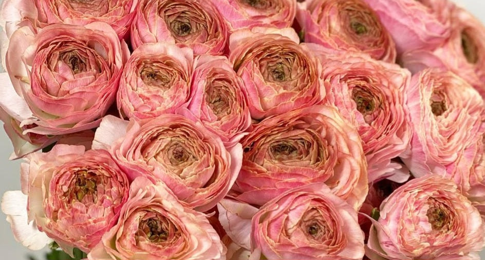 Ranunculus Japan Series Alejandra 7 Bulbs