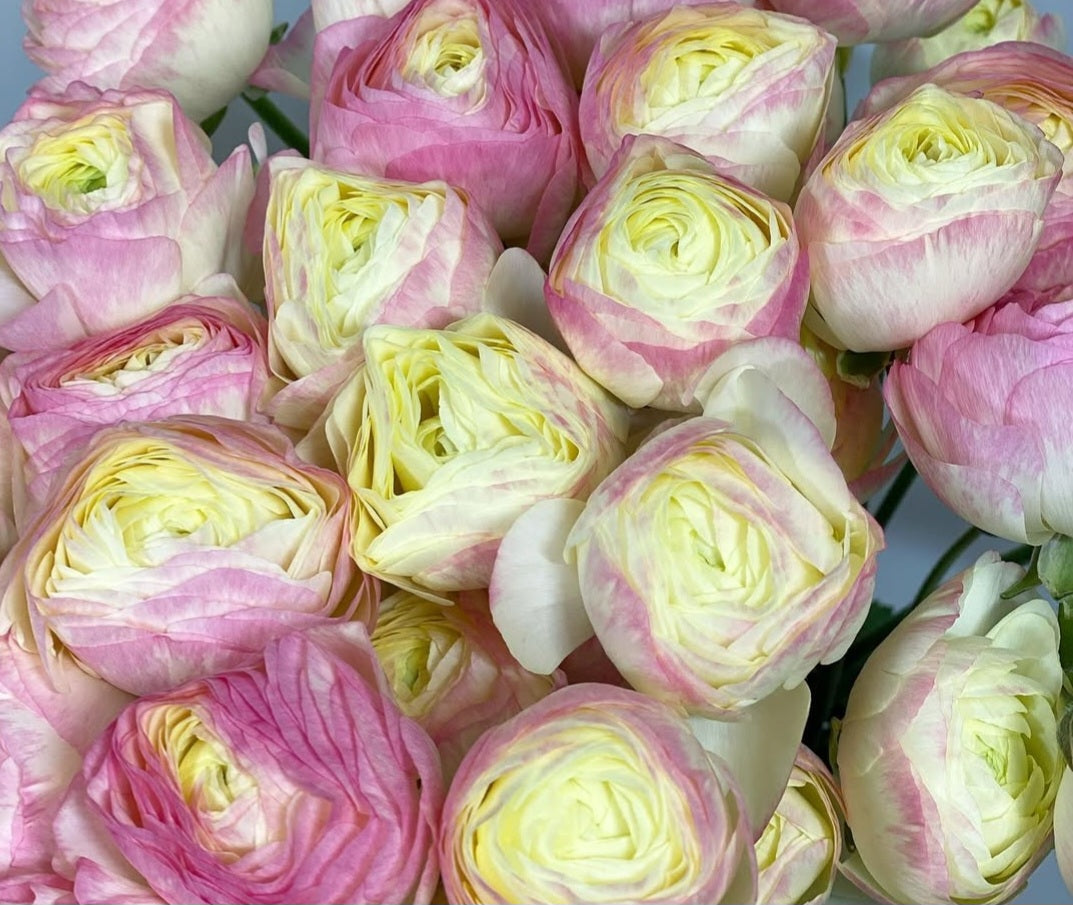 Ranunculus Japan Series Lola 7 Bulbs
