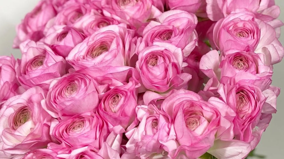 Ranunculus Japan Series Maria 7 Bulbs