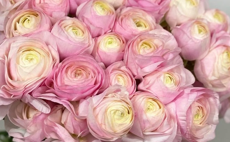 Ranunculus Japan Series Esmeralda 7 Bulbs