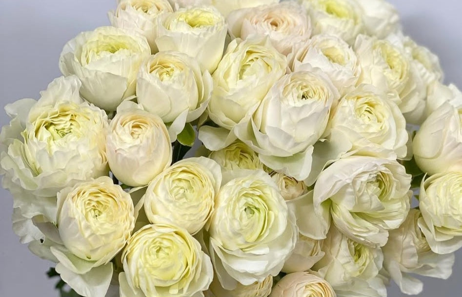 Ranunculus Japan Series Carmen 7 Bulbs