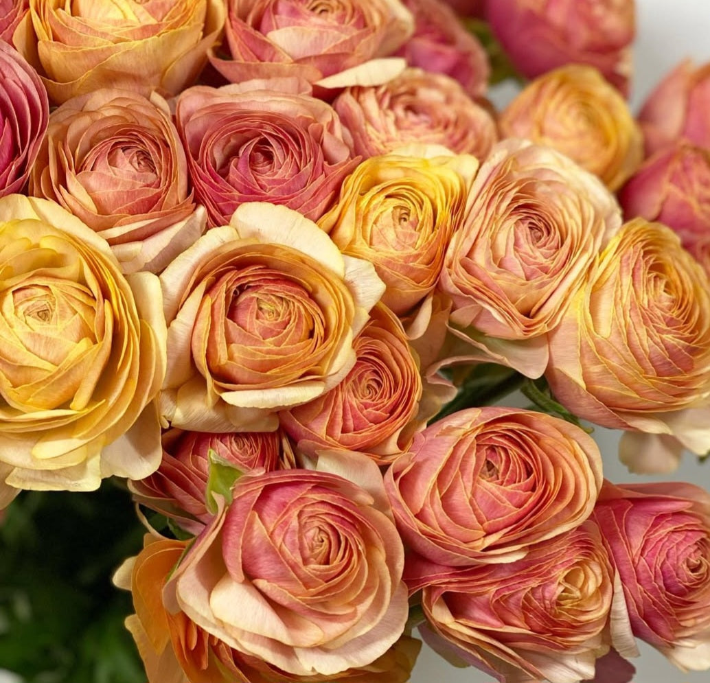 Ranunculus Japan Series Ana 7 Bulbs