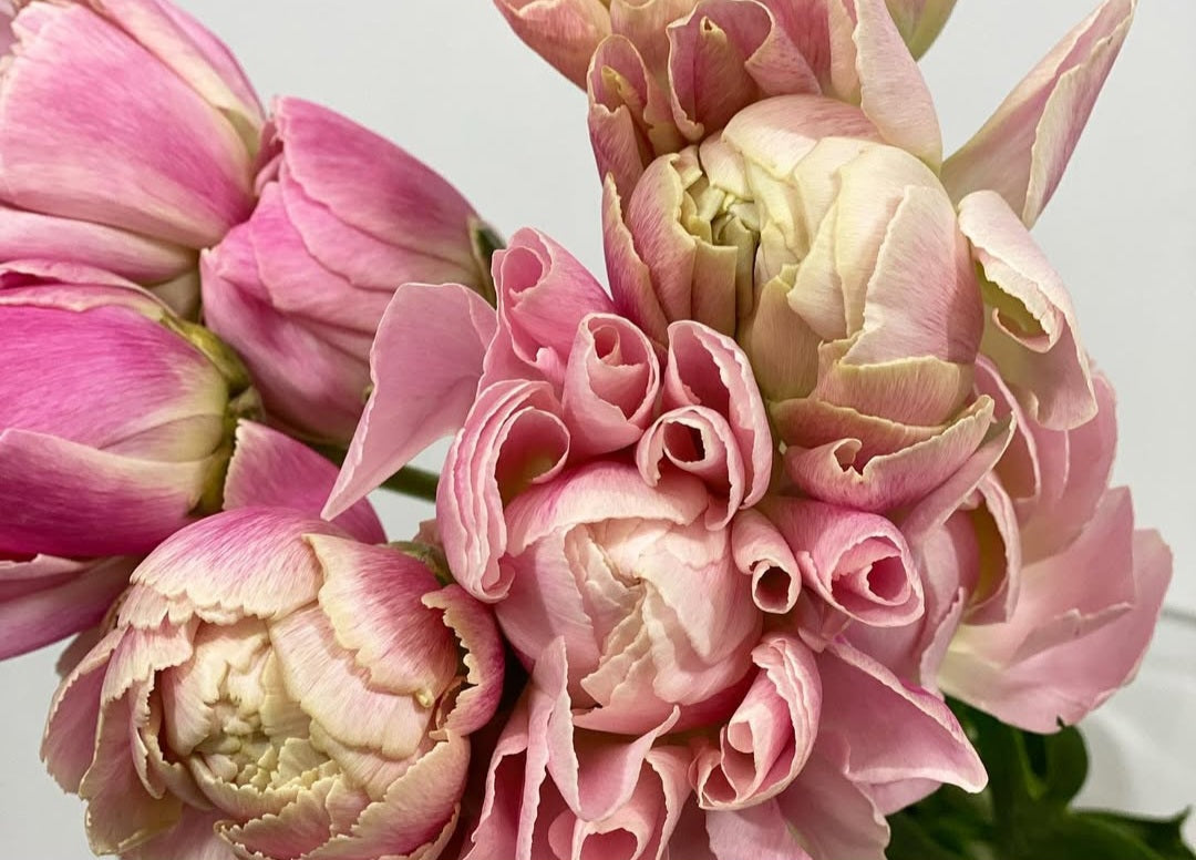 Ranunculus Japan Series Victoria 7 Bulbs