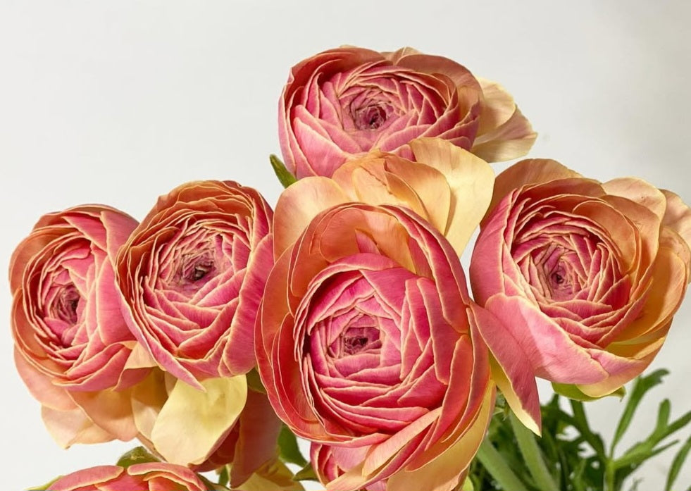 Ranunculus Japan Series Viviana 7 Bulbs