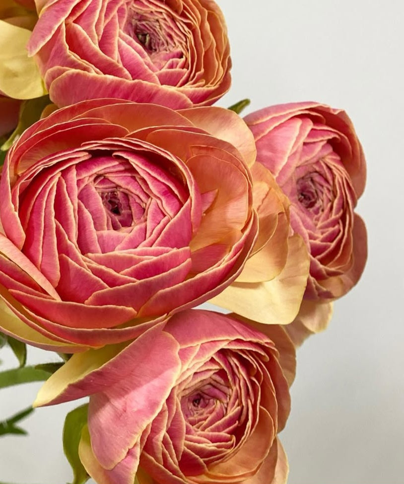 Ranunculus Japan Series Viviana 7 Bulbs