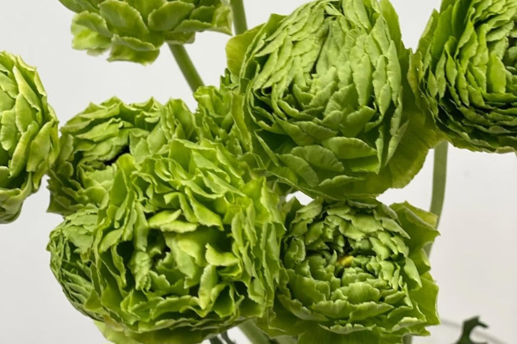 Ranunculus Japan Series Aracely 7 Bulbs