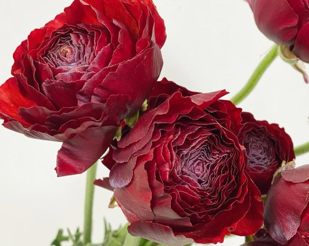 Ranunculus Japan Series Catalina 7 Bulbs
