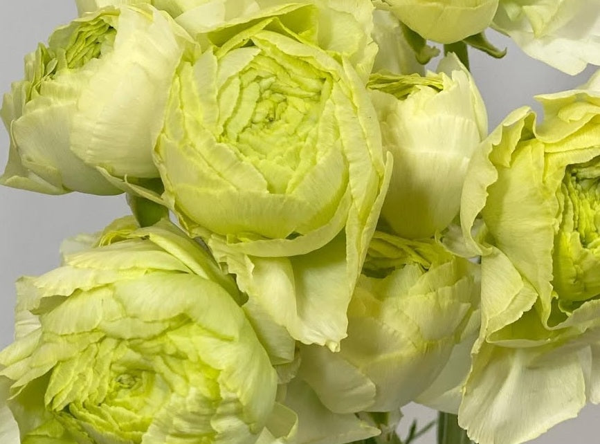 Ranunculus Japan Series Antonella 7 Bulbs