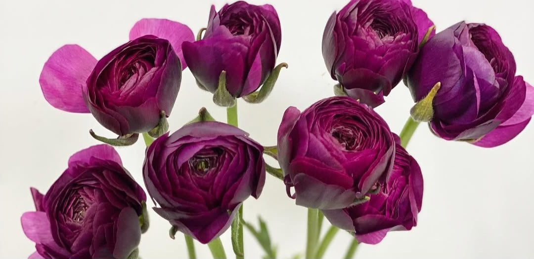 Ranunculus Japan Series Belinda 7 Bulbs