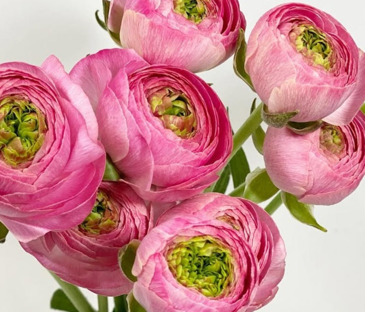 Ranunculus Japan Series Ximena 7 Bulbs