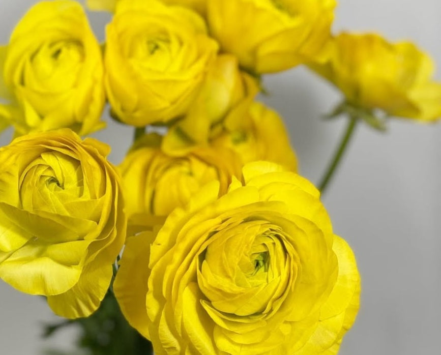 Ranunculus Japan Series Savannah 7 Bulbs