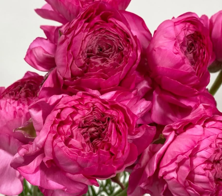 Ranunculus Japan Series Maurice 7 Bulbs
