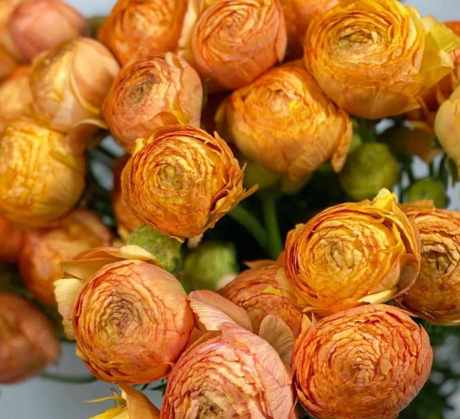 Ranunculus Japan Series Grégoire 7 Bulbs