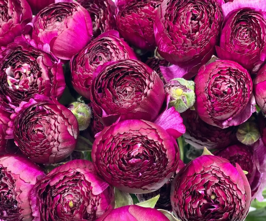 Ranunculus Japan Series Adella 7 Bulbs