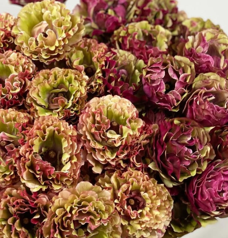 Ranunculus Japan Series Timothée 7 Bulbs