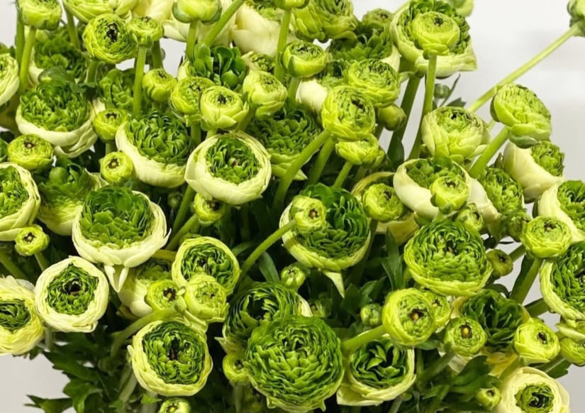 Ranunculus Japan Series Jérôme 7 Bulbs