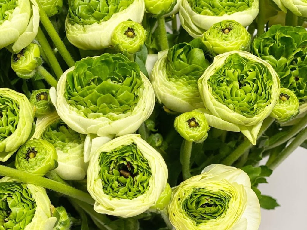 Ranunculus Japan Series Jérôme 7 Bulbs
