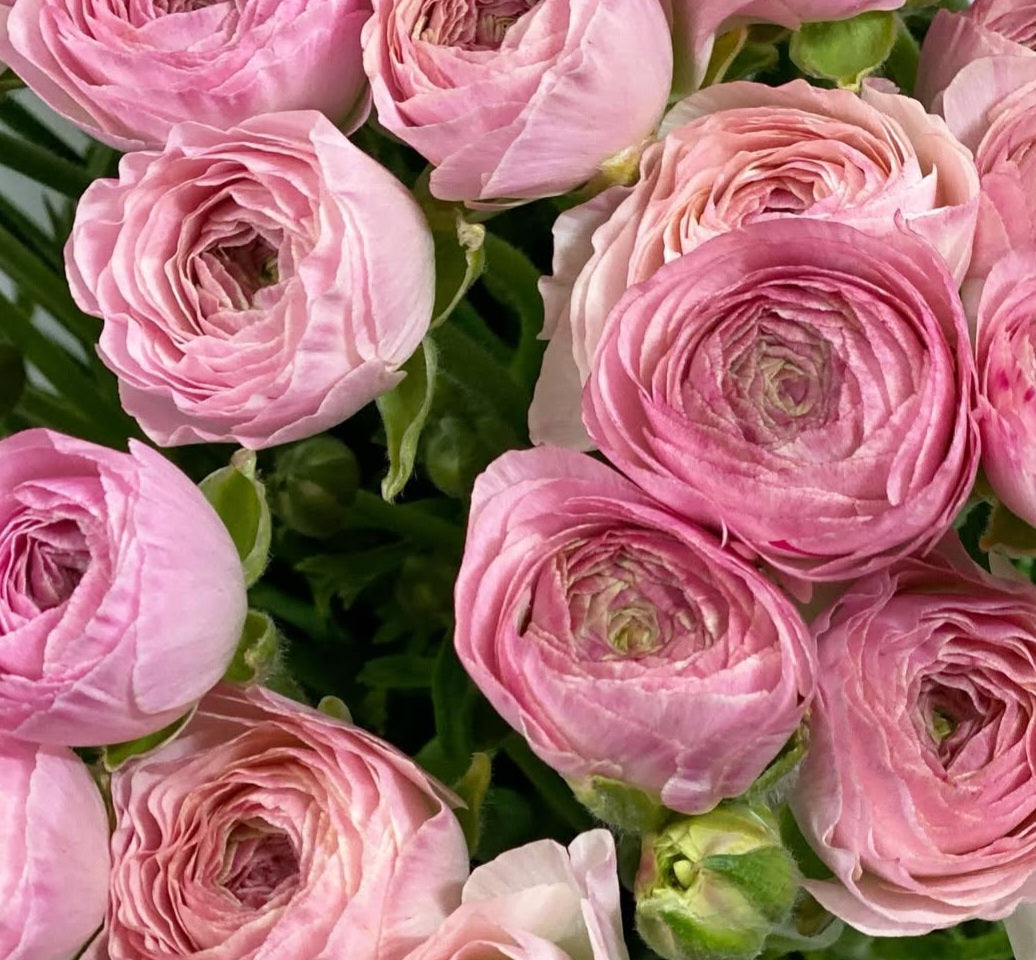 Ranunculus Japan Series Charles 7 Bulbs