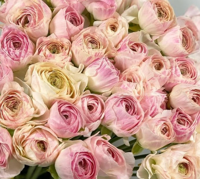 Ranunculus Japan Series Eugène 7 Bulbs