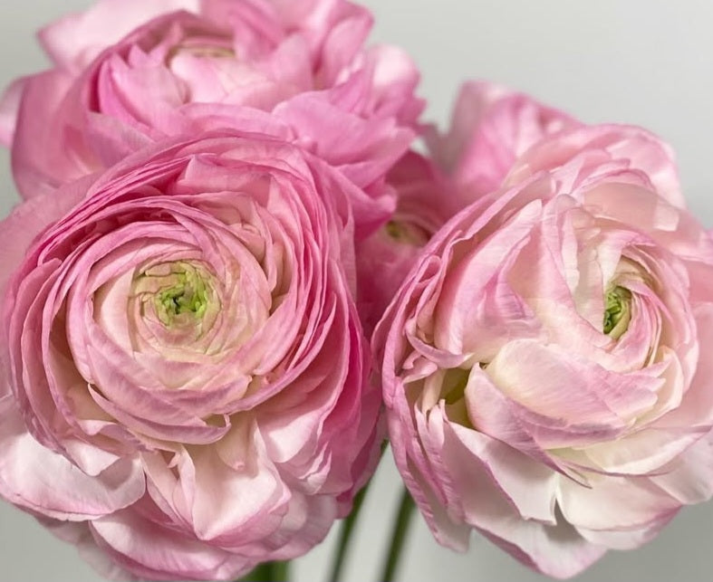Ranunculus Japan Series Gérard 7 Bulbs